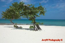Grand Cayman.jpg (22844 bytes)